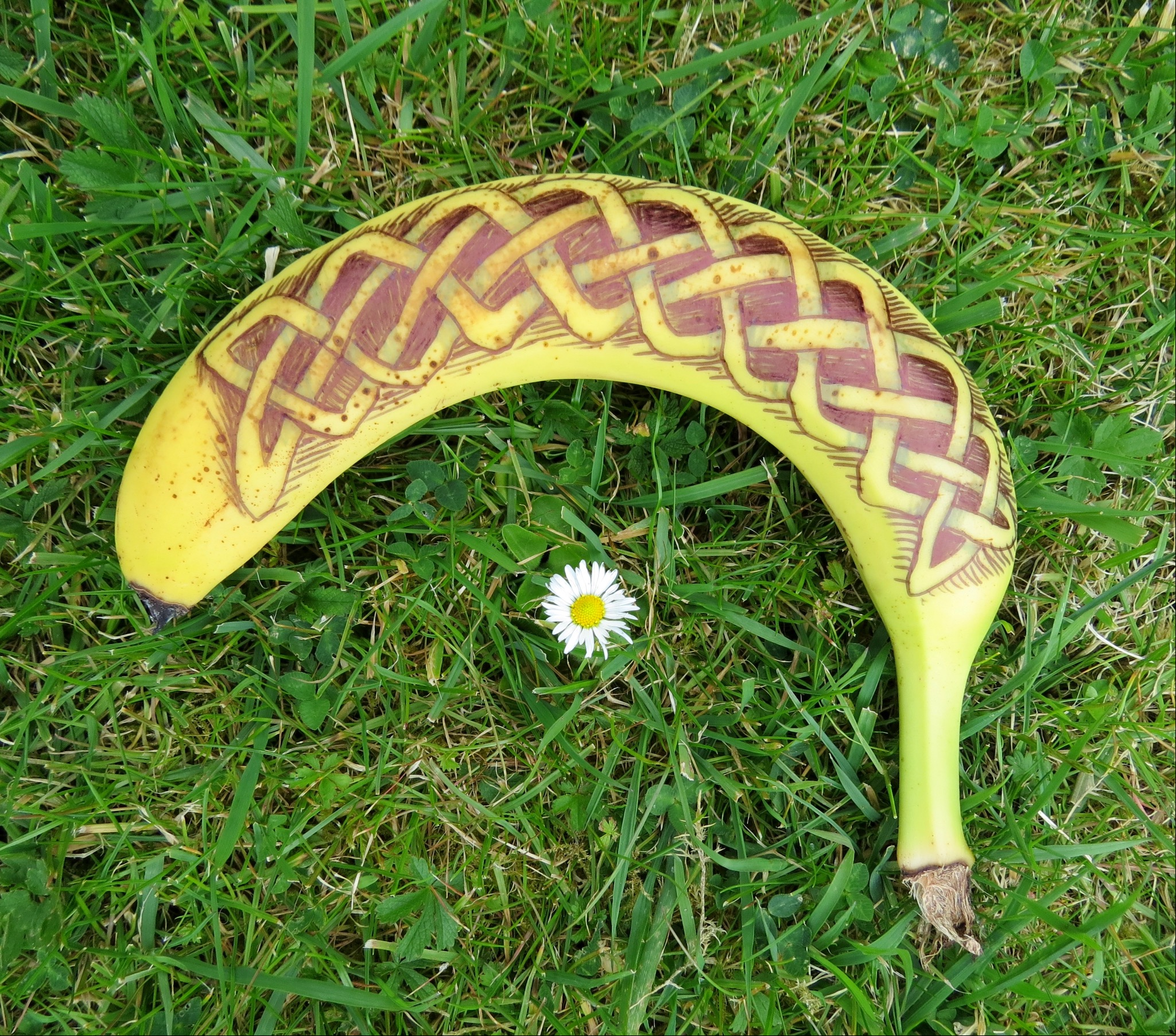 Knotwork In Nature