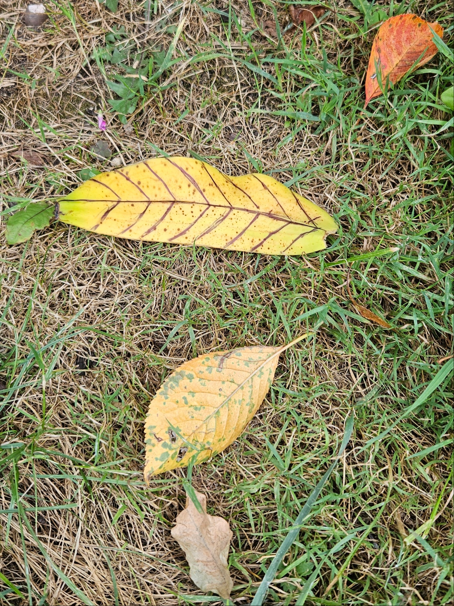 Autumn leaves