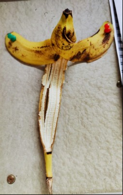 Respectfully, Banana Jesus
