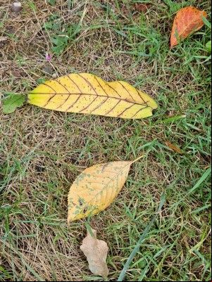 Autumn leaves