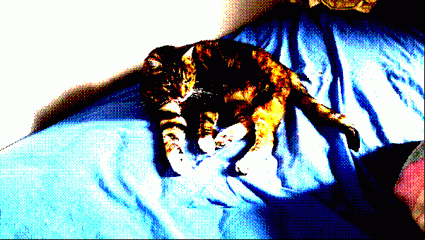 Emma Cat