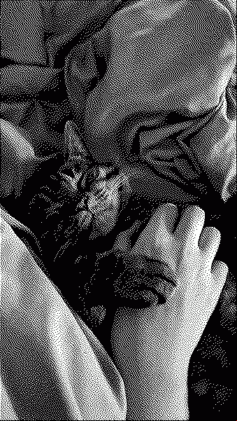 cat maybe