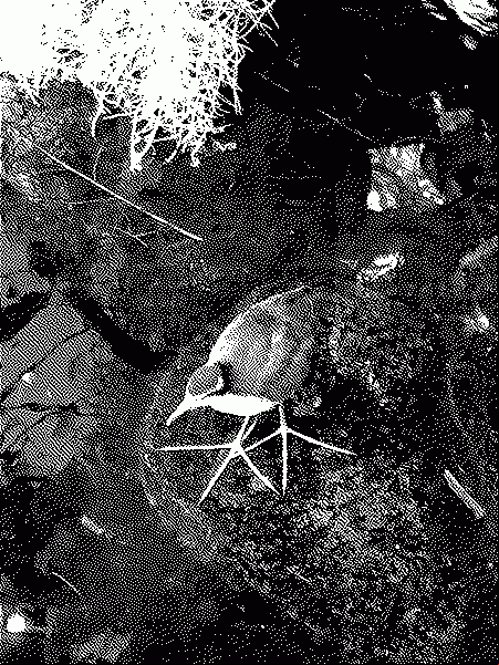 Cool bird