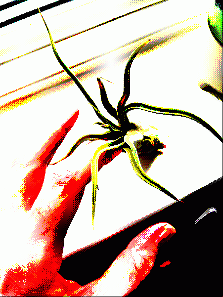 Mystery creature