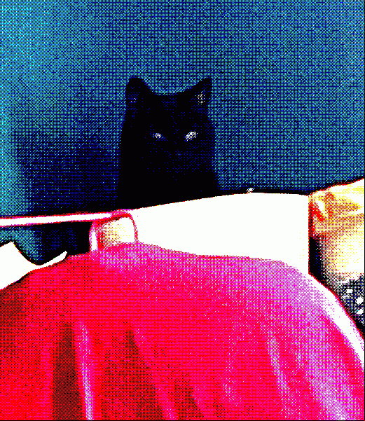 cat in a waste paper basket