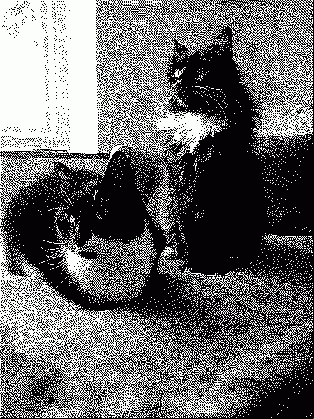 A tuxedo cat loafing and a mostly black with white ruff cat sitting up on a sofa