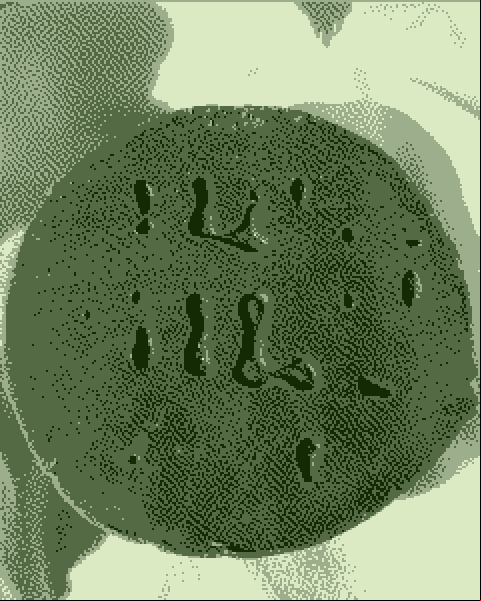 The underside of a cookie.