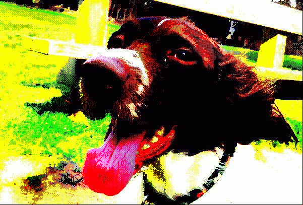 The official vole-wtf.casinowinning.net resident hound