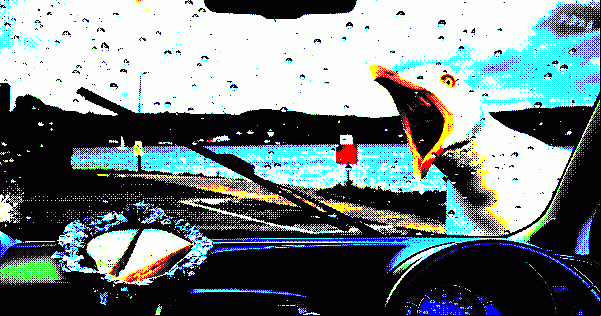 WHEN SEAGULLS ATTACK
