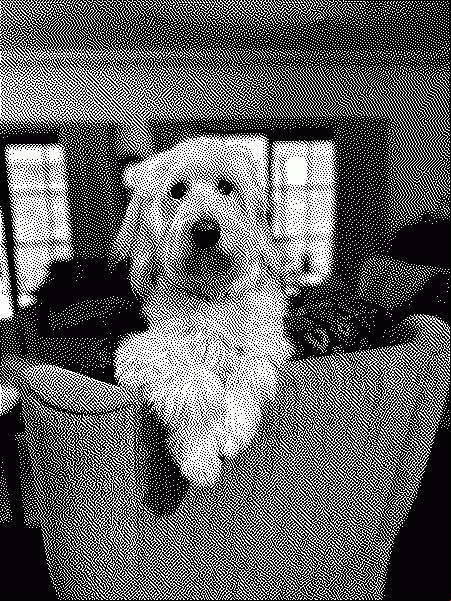 A fluffy white dog