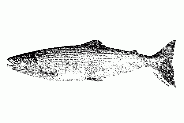 Salmonfish