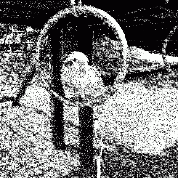 The image shows a cockatiel perched on a metal ring that is part of a playground structure.