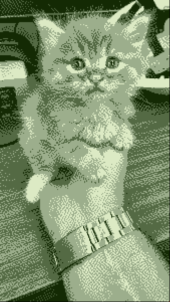 Smol Kitty