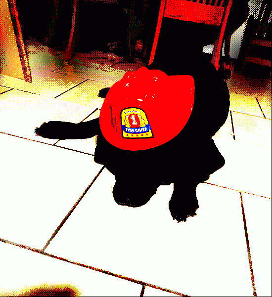 doggy