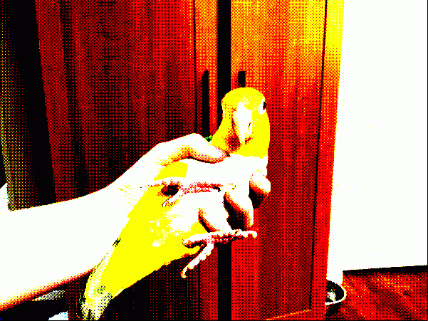 Bird