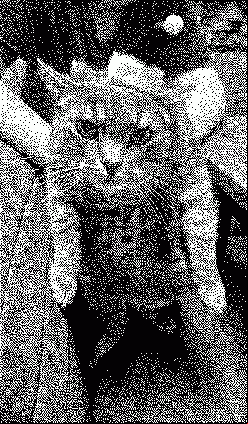 My Cat is wishing you merry Christmas