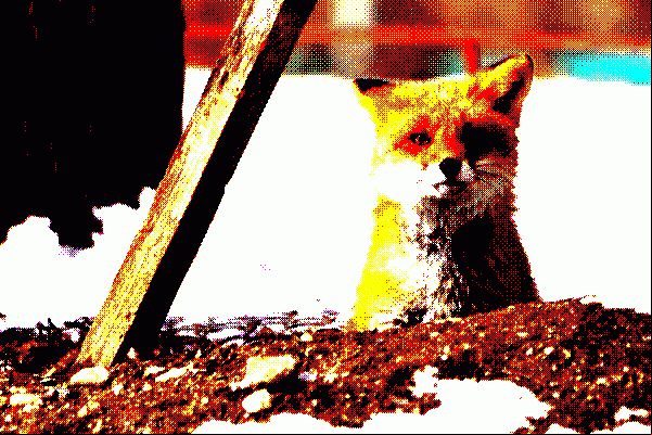a fox looking at the camera