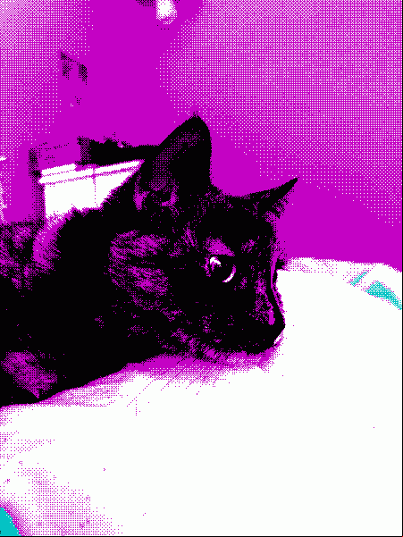 cat