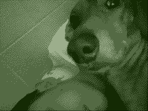 doggo