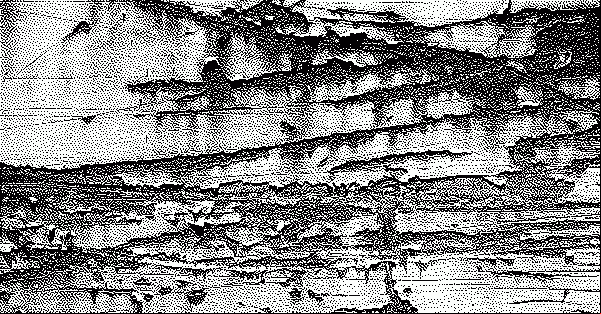scratches