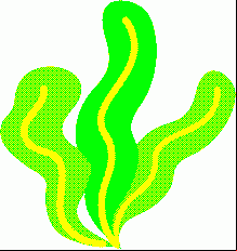 Seaweed