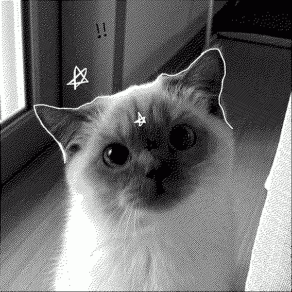 I LOVE CAT OMG OMG