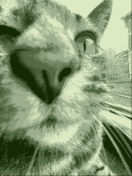 cat