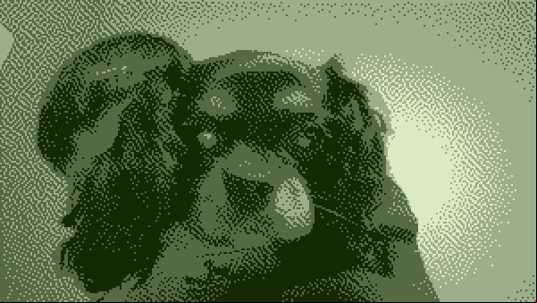 dog