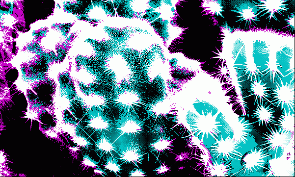 cactus