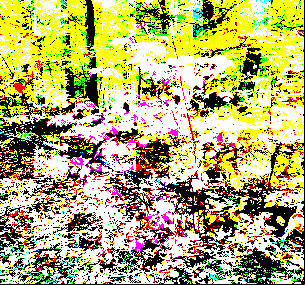 a small sugar maple