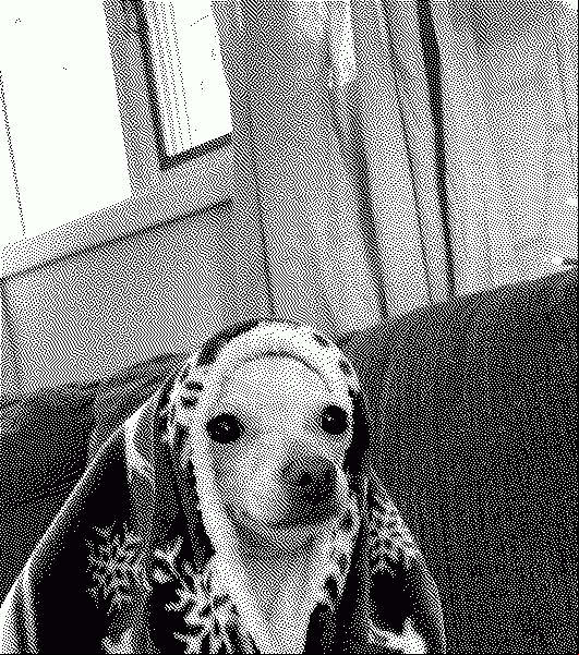 Doggo