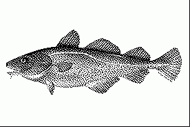 codfish