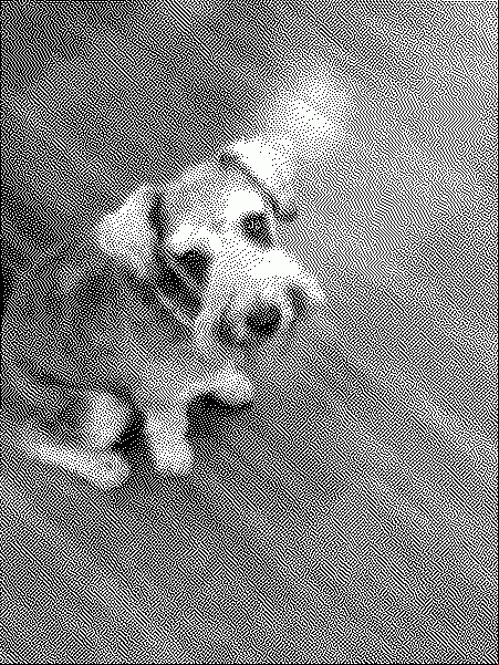 here is my dog