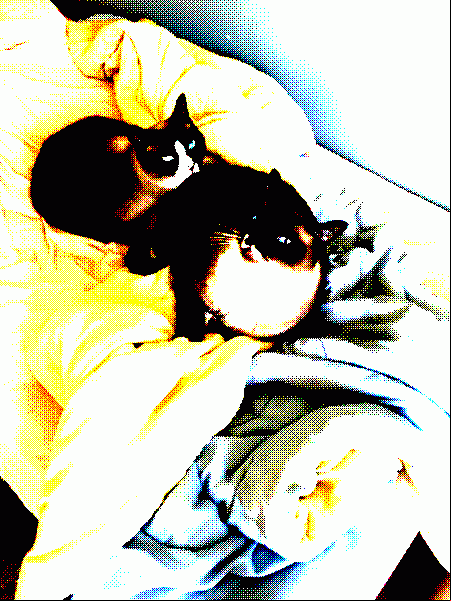 My cats Smokey and Oreo!