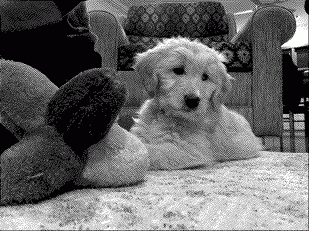 A puppy and a puppy toy