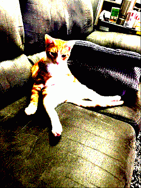 My dumb cat