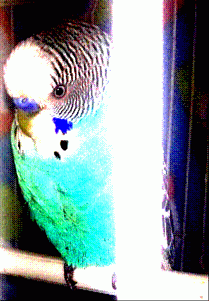 Slippy The Bird