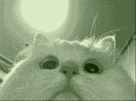 Kat