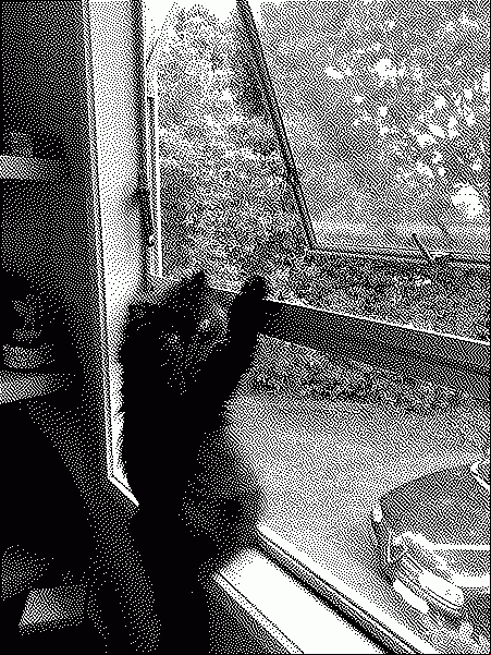 photo of cat