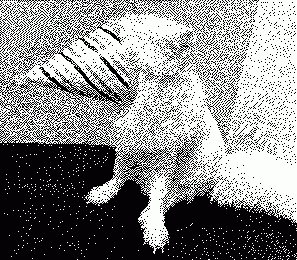 an arctic fox wearing a party hat over its snout