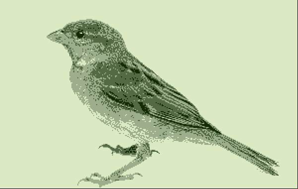 bird