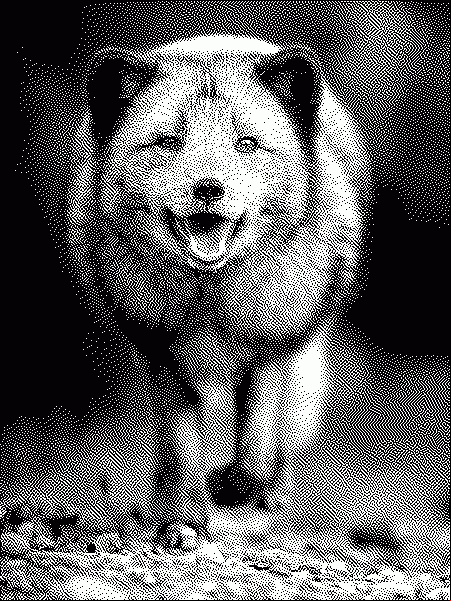 an arctic fox "smiling" and walking towards the camera