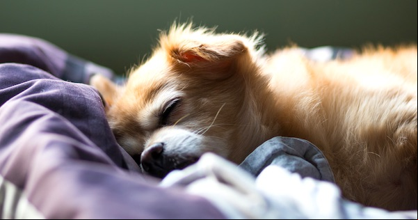 What’s Your Sleep Animal?